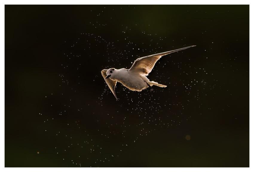 Bird Nature Animal Wildlife