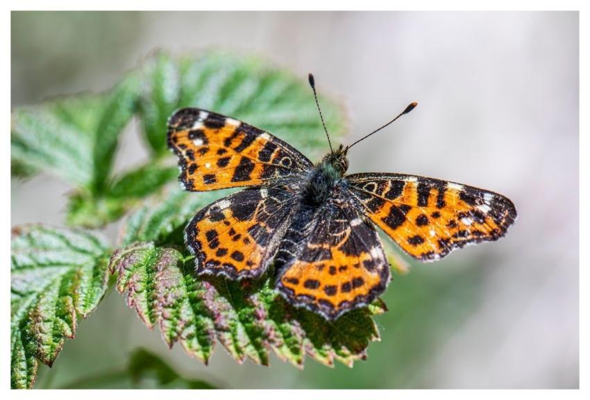 Nature Animal Butterfly Close Up