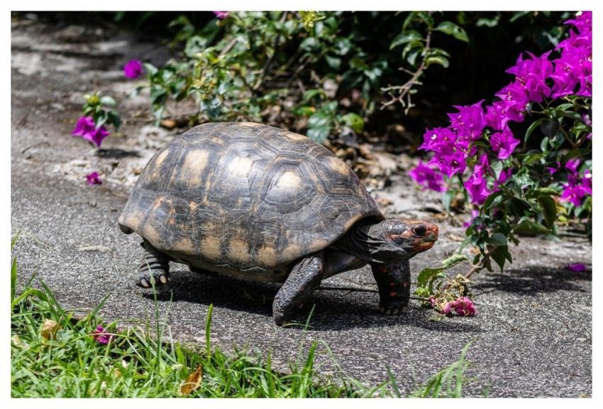 Turtle Tortoise Nature Jaboti