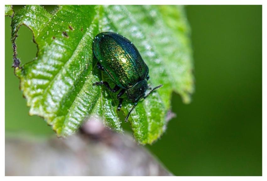 Entomology Arthropods Beetles Biodiversity