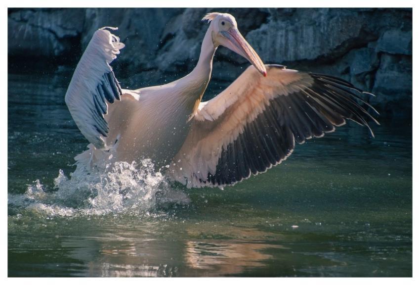 Pelican Bird Animal Plumage