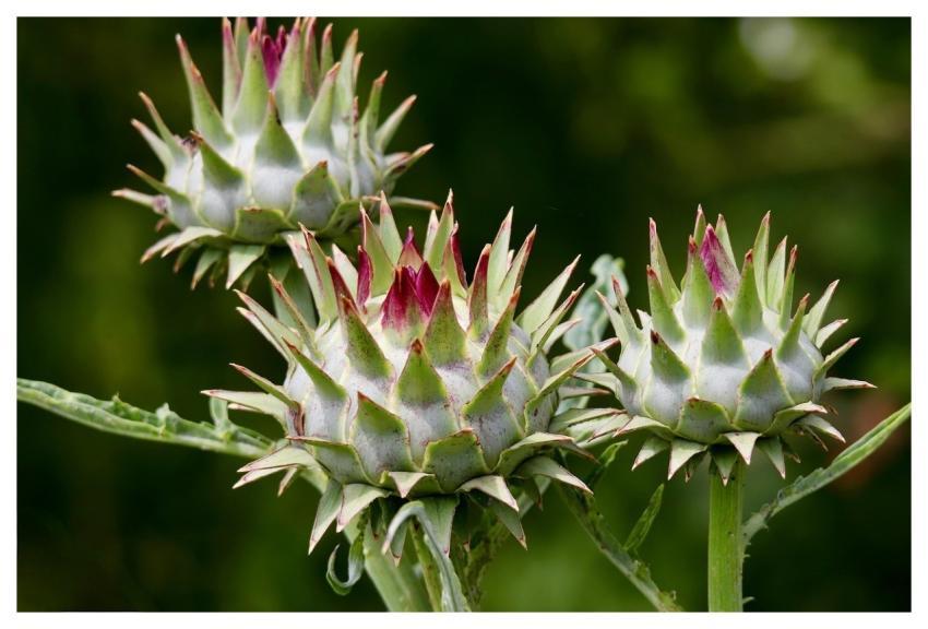 Artichoke Cynara Cardunculus Vegetables Leafy Vege