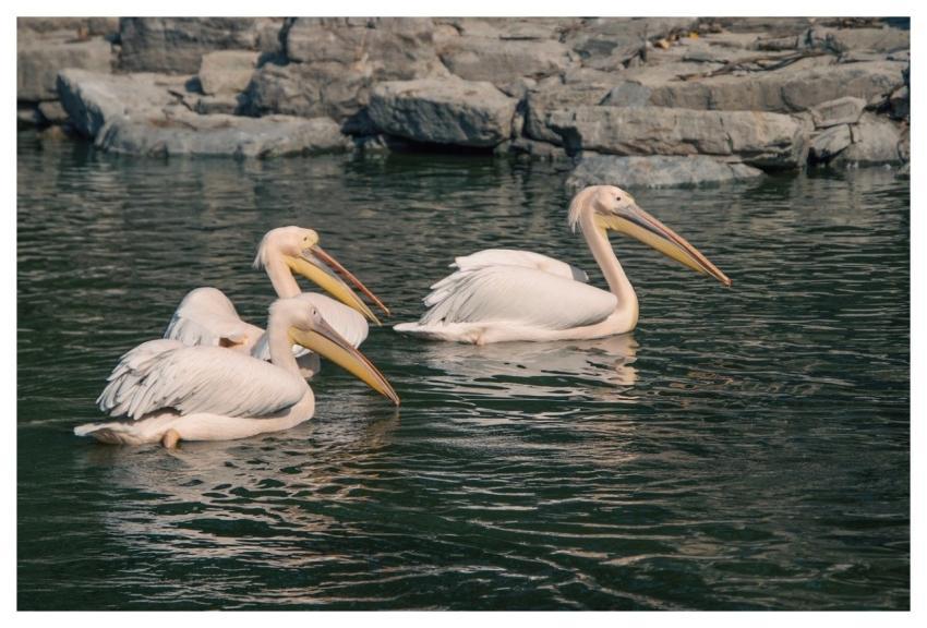 Pelican Waterbirds Rock Water