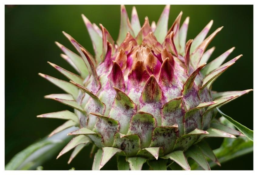 Artichoke Cynara Cardunculus Vegetables Leafy Vege