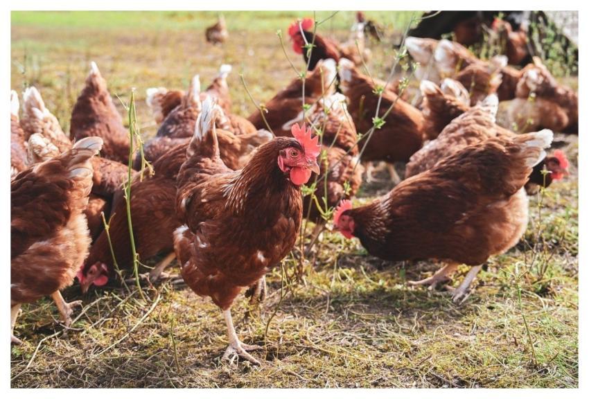 Chicken Nature Poultry Farm Yard