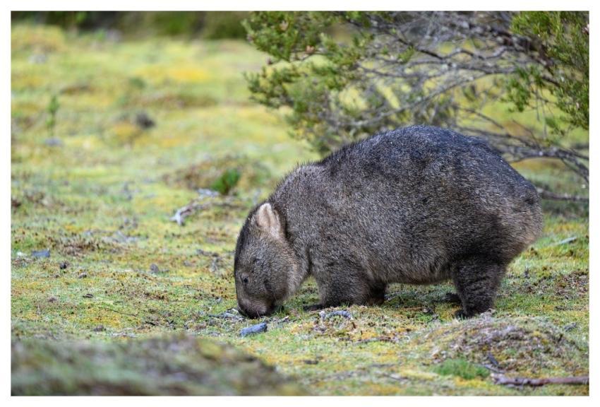 Tasmanian Bare-Nosed Wombat Wombat Animal Vombatus