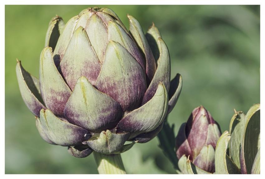 Artichokes Vegetables Food Healthy