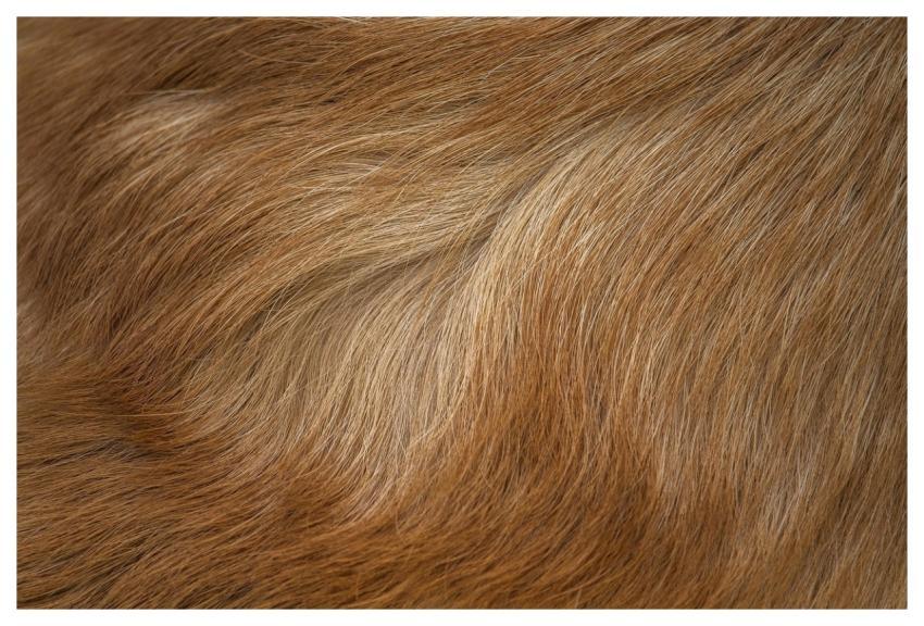 Corgi Hair Dog Hair Hair Free Background