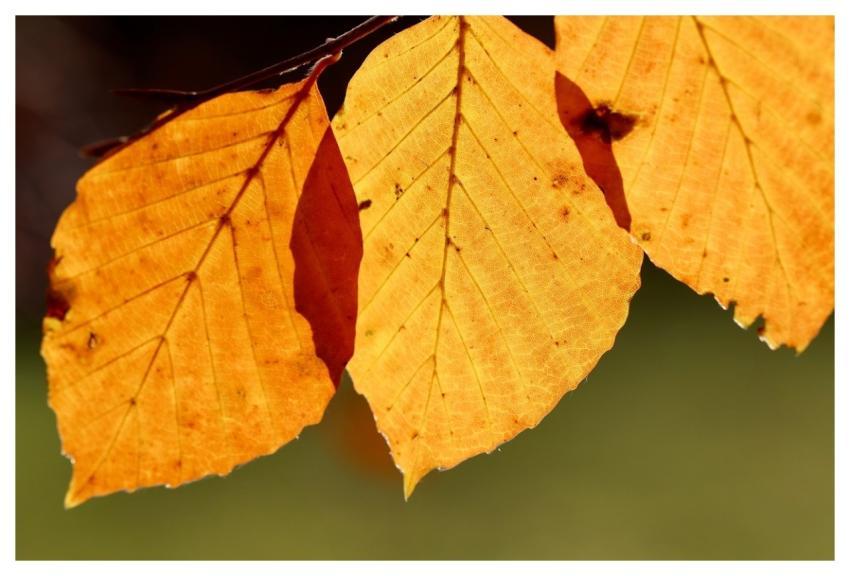 Autumn Leaves Yellow Leaves Backlighting Autumn Co