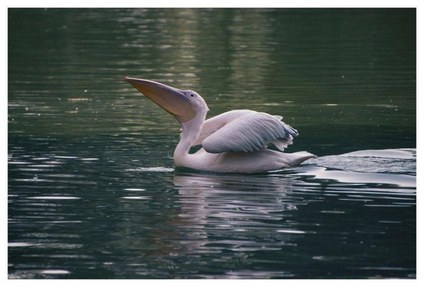 Pelican Bird Animal Beak