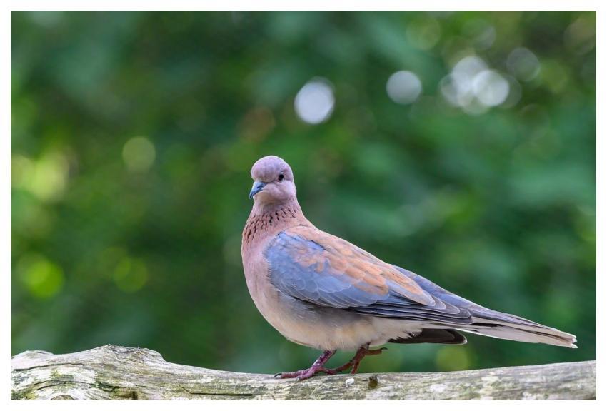 Dove Nature Bird Plumage