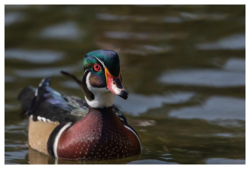 Wood Duck Male Wood Duck Duck Portrait Waterfowl
