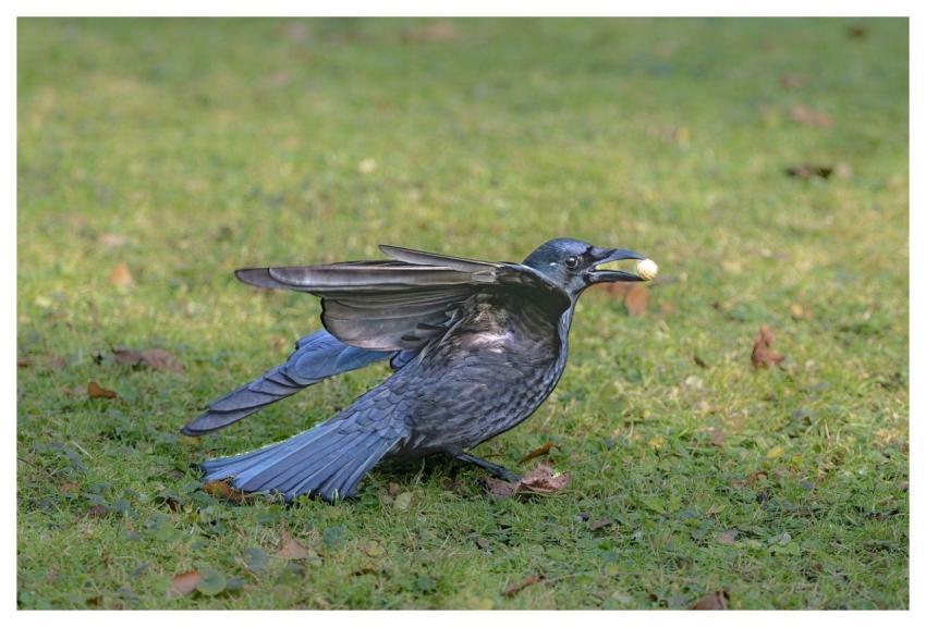 Common Raven Bird Park Animal
