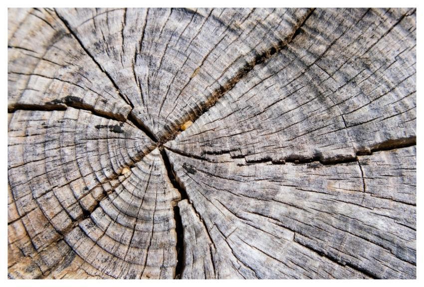 Annual Rings Grain Tree Tree Stump