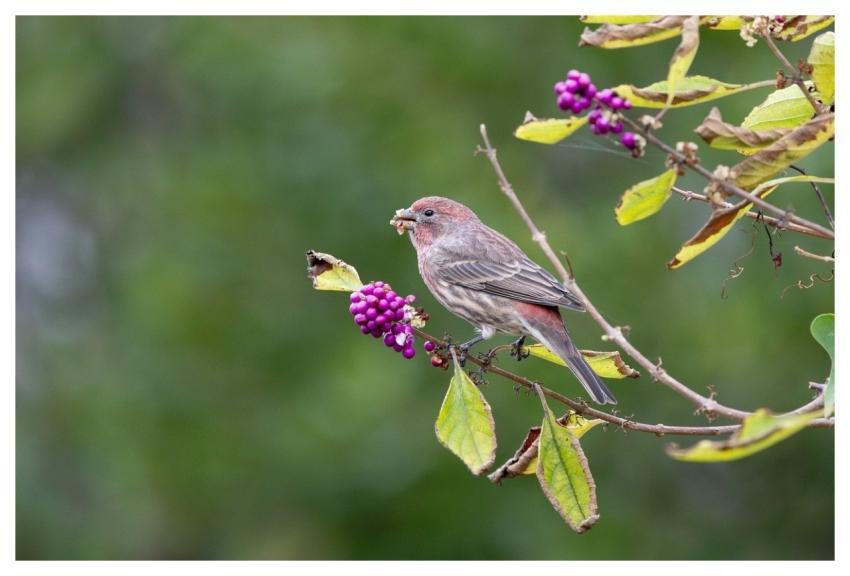 Finch Nature Eating Berry