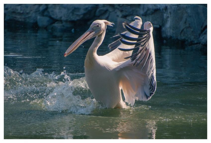 Pelican Bird Animal Plumage
