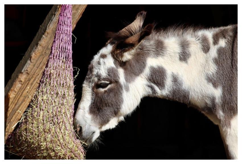 House Mice Donkey Farm Yard Feeding Place