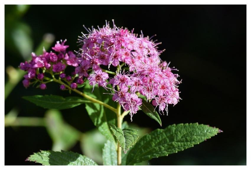 Flower Pink Cluster Sunny