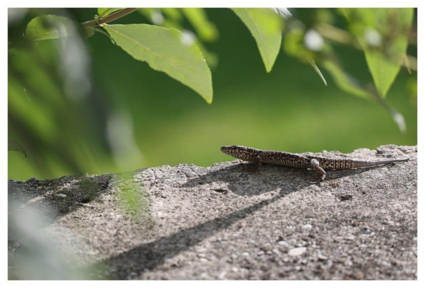 Wall Lizard Lizard Reptile Animal