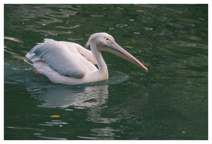 Pelican Bird Animal Water