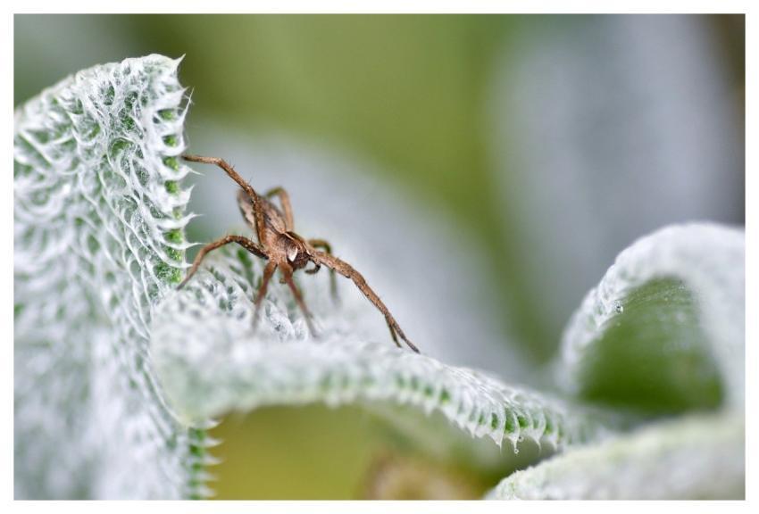 Spider Arachnid Insect Nature