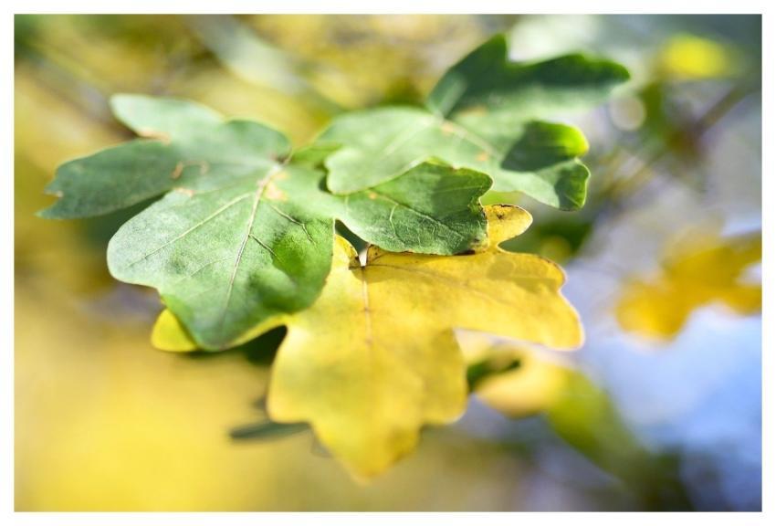 Sheets Fall Tree Wind