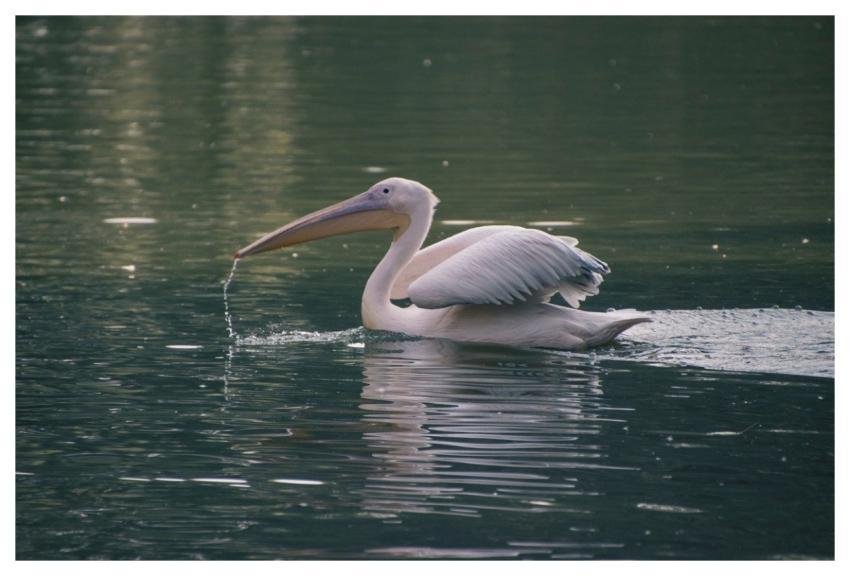 Pelican Bird Water Surface Beak