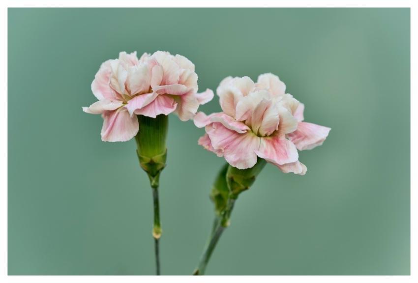 Carnation Nature Flower Bloom