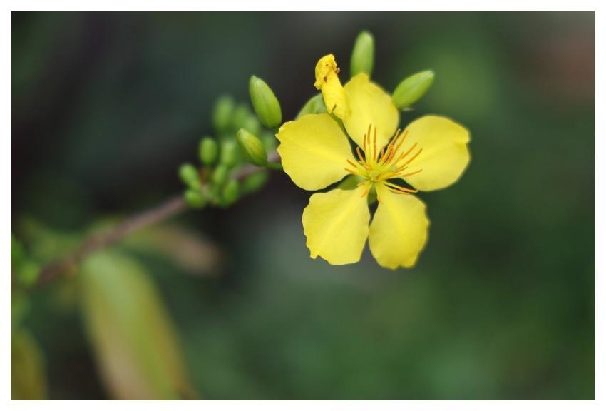 Flower Flora Botany Trungkhang