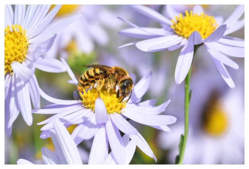 Bee Insect Nature Macro
