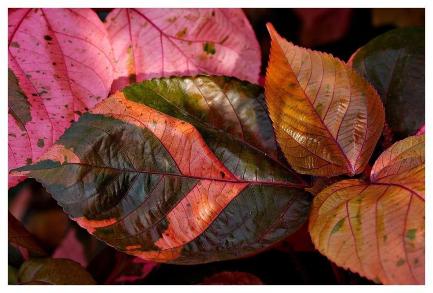 Acalypha Wilkensia Flora Nature Leaves