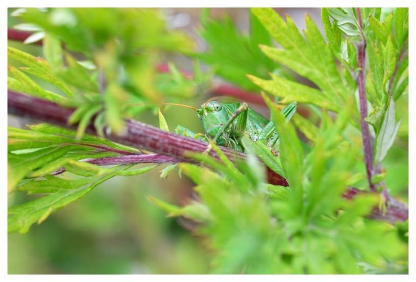 Grasshopper Insect Foliage Macro