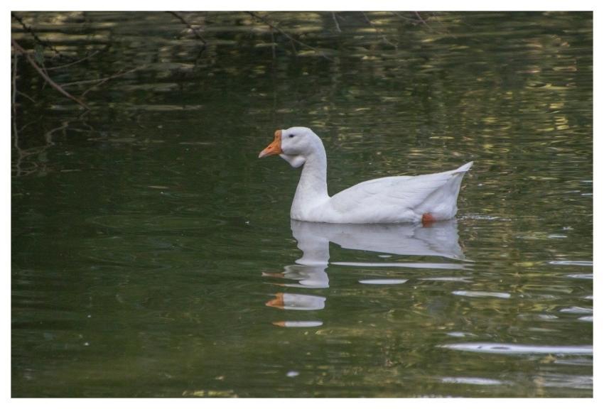 White Goose Goose Bird Animal