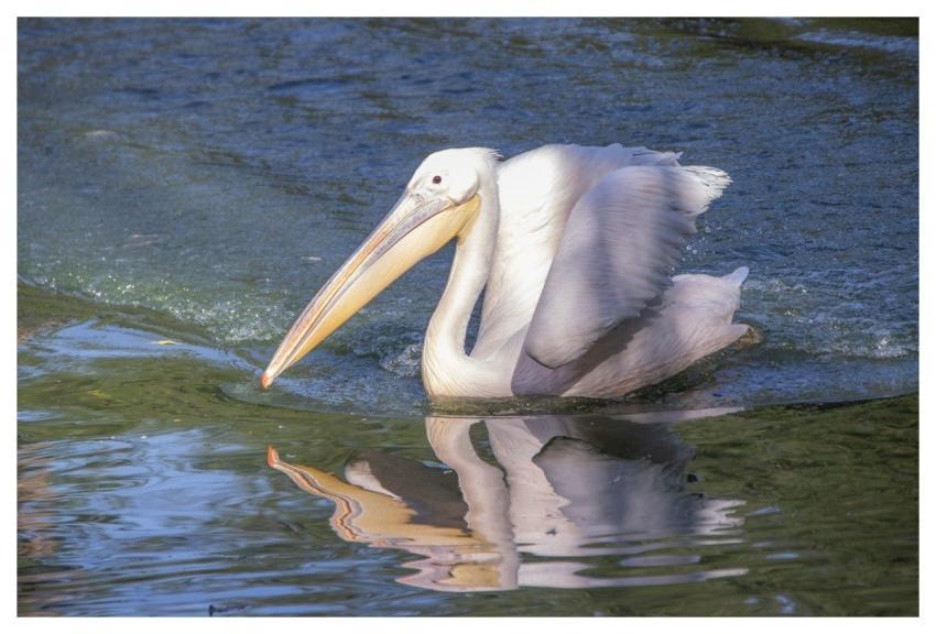 Pelican Bird Feathers Beak