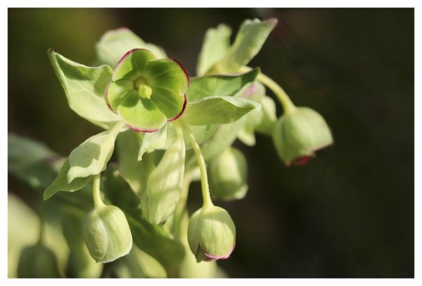 Nature Plant Helleborus Spring