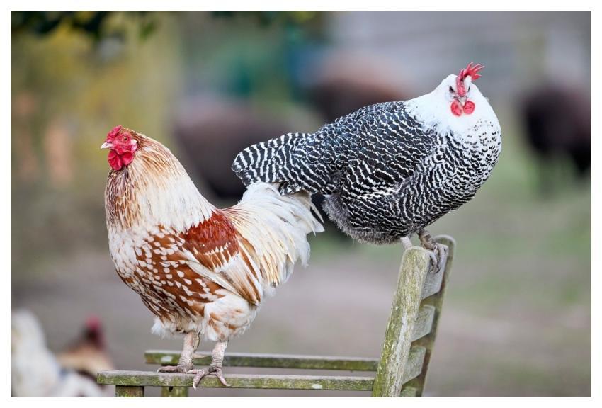 Haan Chicken Chickens Poultry