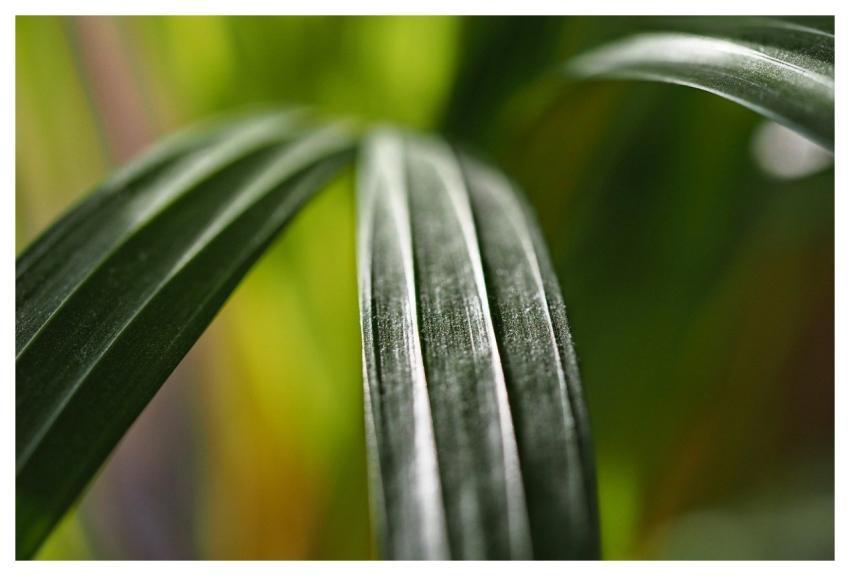 Plant Leaf Abstract Houseplant