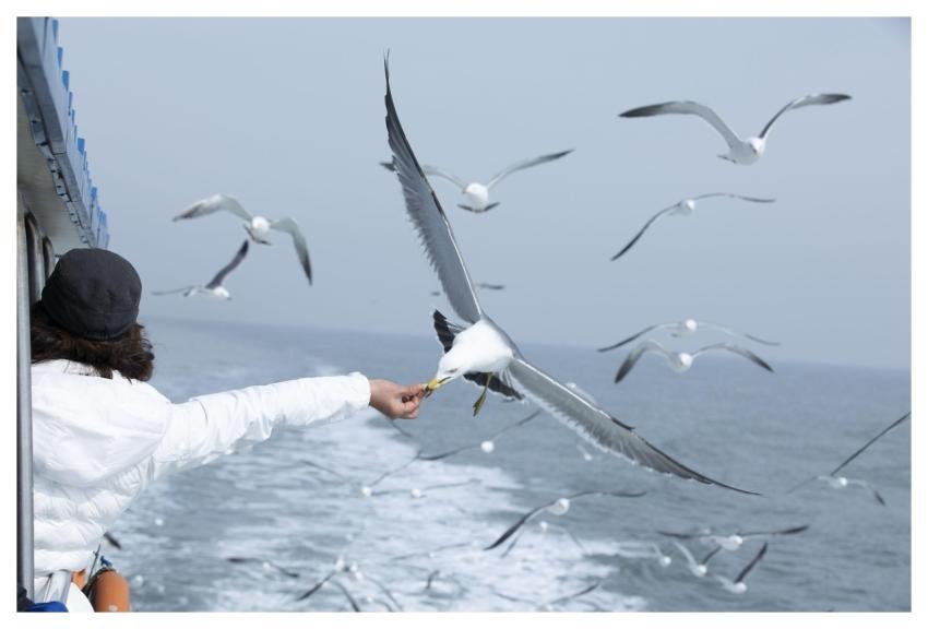 Seagull Ocean Nature Seagulls Flock