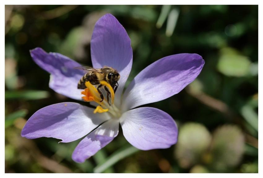 Crocus Bee Insect Close-Up