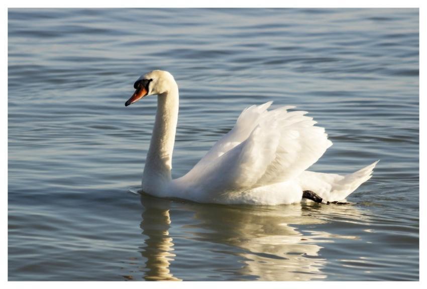 Swan Bird Animal Waterfowl