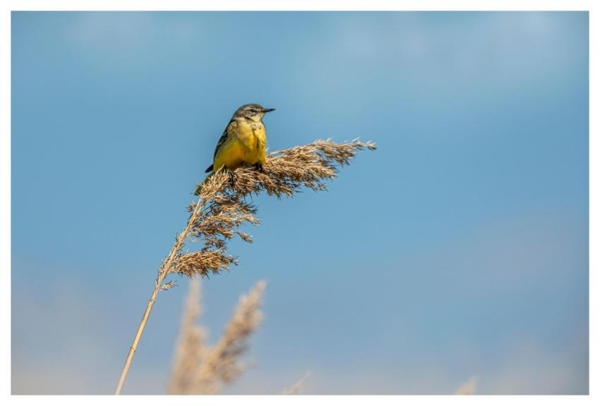 Grey Wagtail Bird Avian Motacilla Cinerea
