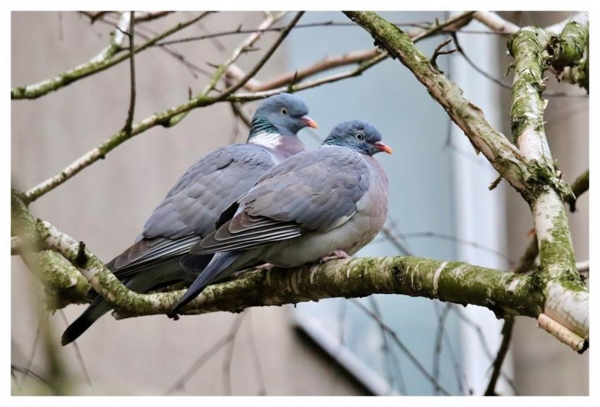 Wood Pigeon Nesting Pair Nest In Tree