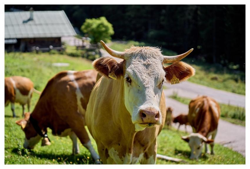 Animal Cow Mammal Milk