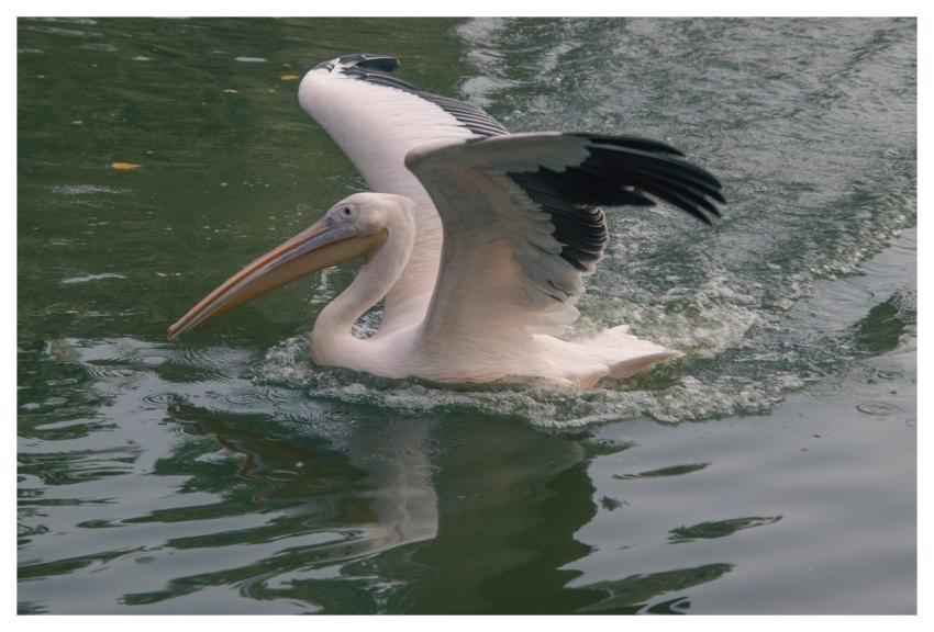 Pelican Bird Animal Feathers
