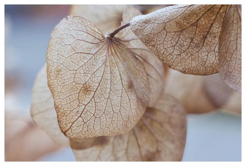 Leaves Dry Hydrangea Plant