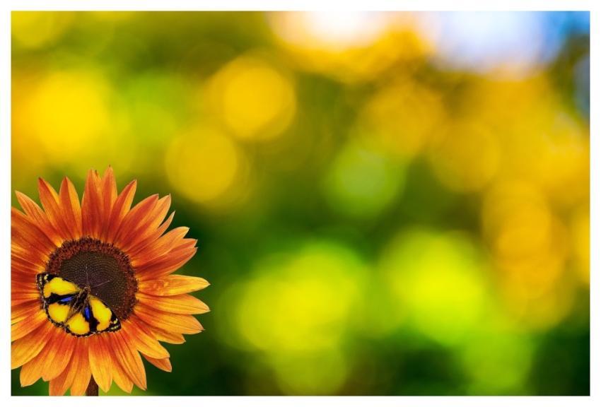 Sunflower Nature Flower Summer