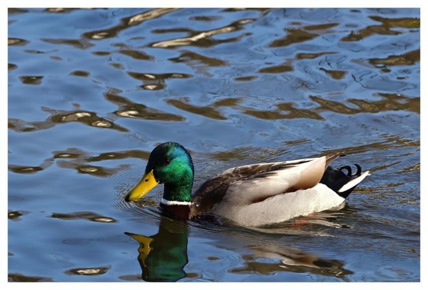 Drake Pond Winter Feathers