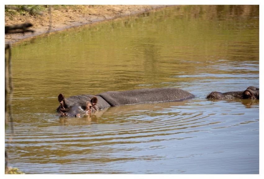 Hippopotamus River Watery Animal