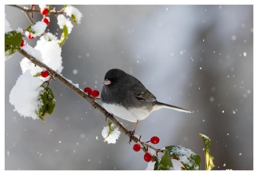 Junco Nature Snow Winter