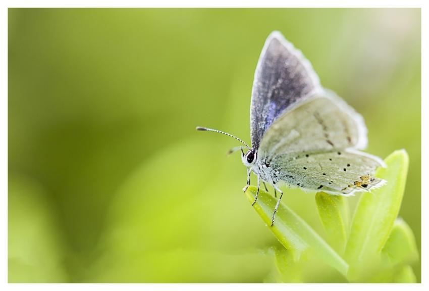 Butterfly Insects Nature Animal